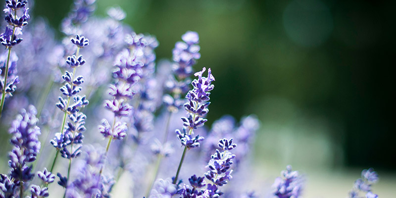 Whole-Person Health with Senior Healthwell